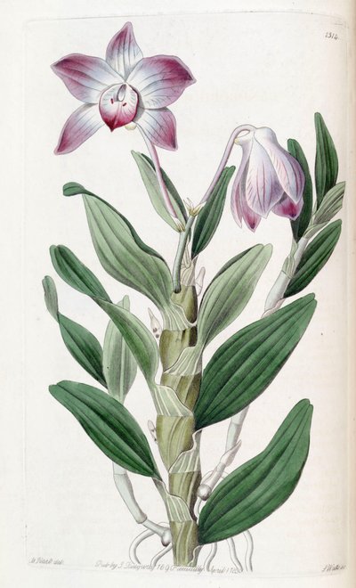 डेंड्रोबियम मोनिलिफॉर्म द्वारा जे. वत्स